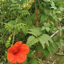 凌霄花批发，凌霄基地，供应大杯小杯凌霄工程苗木出售