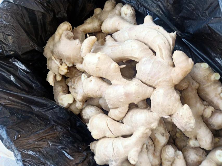 图示:新鲜大黄姜块茎单层置于带均匀微孔的透明PE保鲜袋中,袋口松扎留缝,置于家用冰箱冷藏室中下层不锈钢架上,背景可见温湿度计显示4.2℃/93%RH 大黄姜微孔保鲜袋冷藏实景图