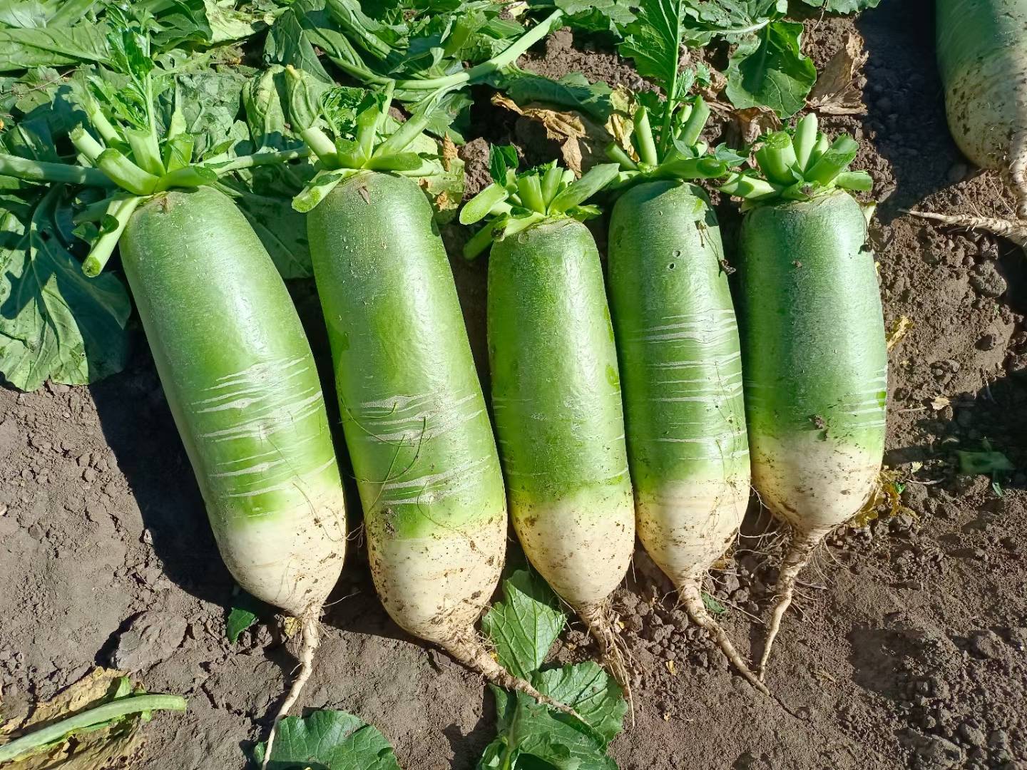 天星02水果萝卜特写