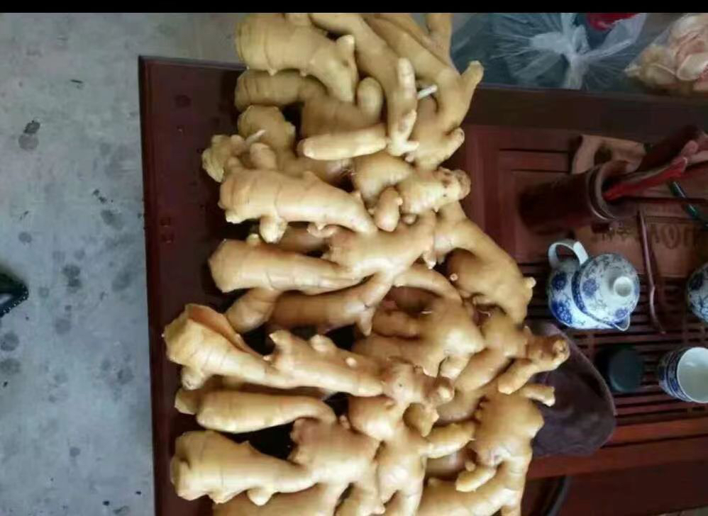 大黄姜在厨房与养生场景中的应用