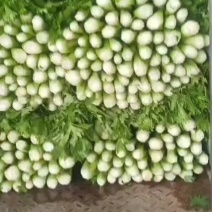 芹菜-法国皇后65cm以上有专业割芹菜队伍中颗菜
