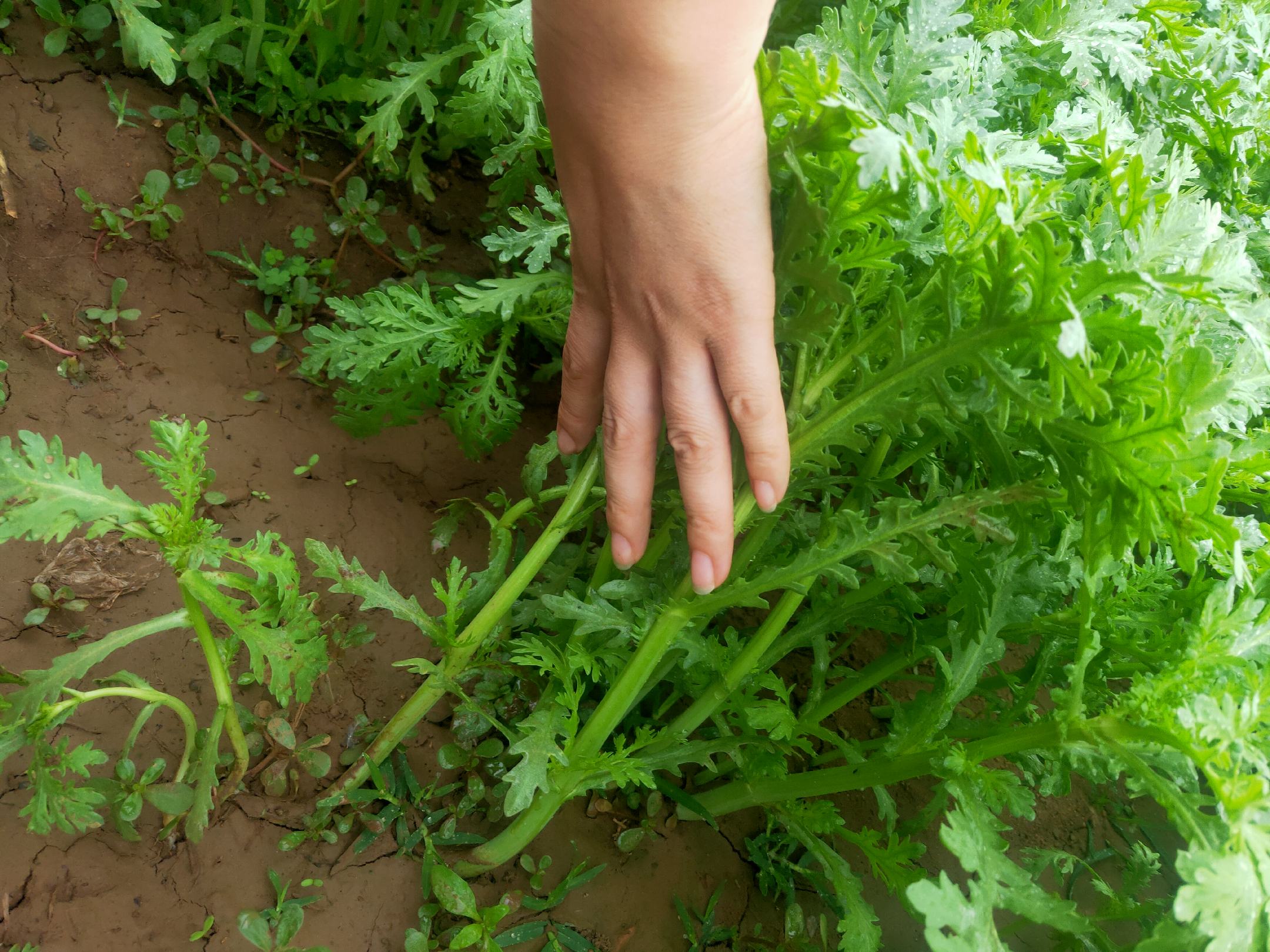 茼蒿植物的绿色叶片与细嫩茎部特写,展示其自然生长状态 茼蒿植物特写