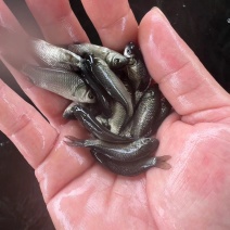 优质中科五号小银鲫鱼湘鲫鱼苗淡水活体草鱼黄金高背鲫花鲢苗
