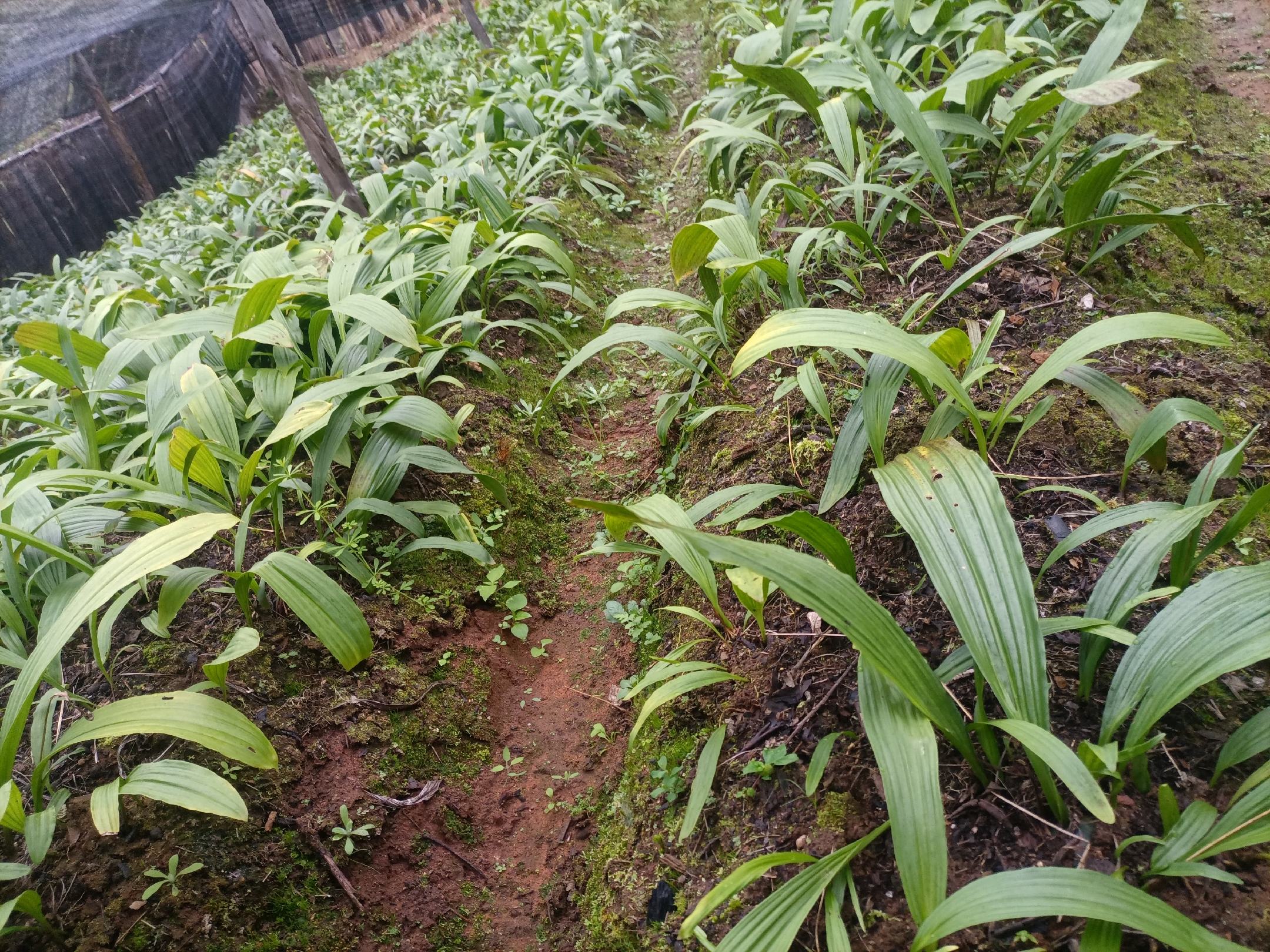 白术种植基地与加工厂联合运营示意图