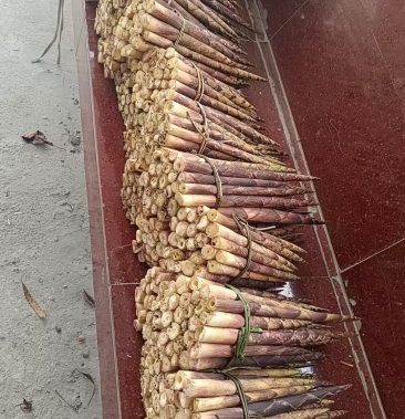 [水煮笋干批发]重阳笋,火烧笋价格3.00元/斤 - 一亩田