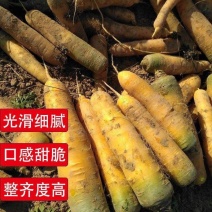 神禾西洋黄参胡萝卜种子高产抗病耐热肉嫩甜脆春秋播胡萝卜