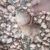 凉薯白地瓜地萝卜