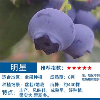 云南北陆蓝莓苗产地行情