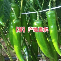【荐】湛江鲜辣椒青皮尖椒货源充足，羊角椒羊角椒产地直供