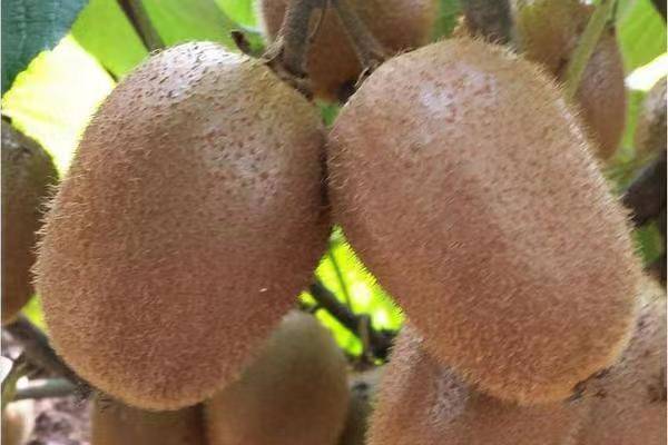 一个成熟的海沃德猕猴桃果实,呈标准椭圆形,表面覆盖均匀的褐色绒毛,切开后果肉呈现鲜艳的翠绿色,中心有明显的乳白色放射状条纹,周围分布着细密的黑色种子,背景为自然果园环境,光线柔和,突出果实的新鲜质感 海沃德猕猴桃特写