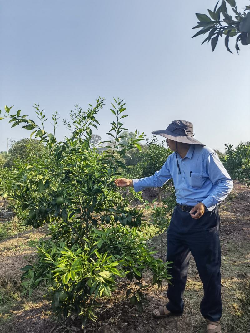 长叶香橙树苗母本园,苗木茂盛,母本园,母树苗