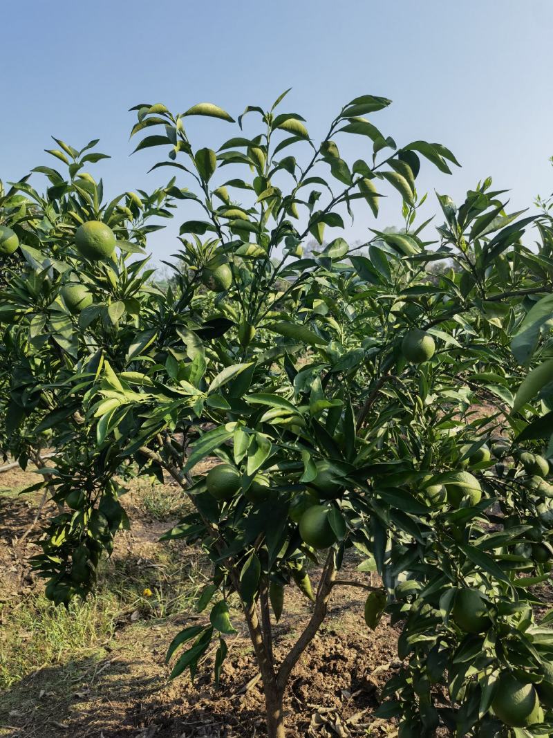 重庆长叶香橙图片