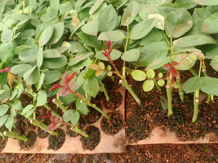 嫁接培育过程中的大型藤本月季树幼苗