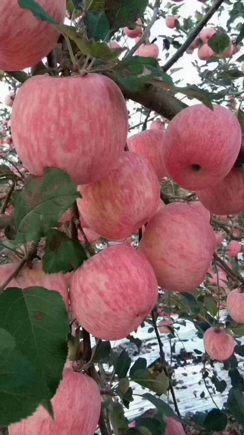 陕西黄龙山区苹果开始撕袋定货啦脆香甜个大