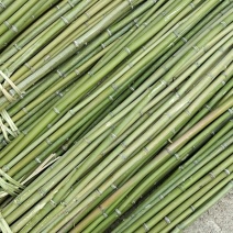 金竹量大，石山上纯野生老竹子，规格你订，我负责砍