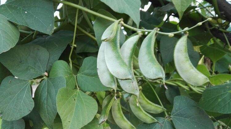 左侧为荷兰豆植株,藤蔓攀爬,开白色蝶形花,结长扁平嫩荚;右侧为绿豆植株,直立型,分枝多,开黄色小花,结细长豆荚,内含绿色小粒种子 植物学对比图