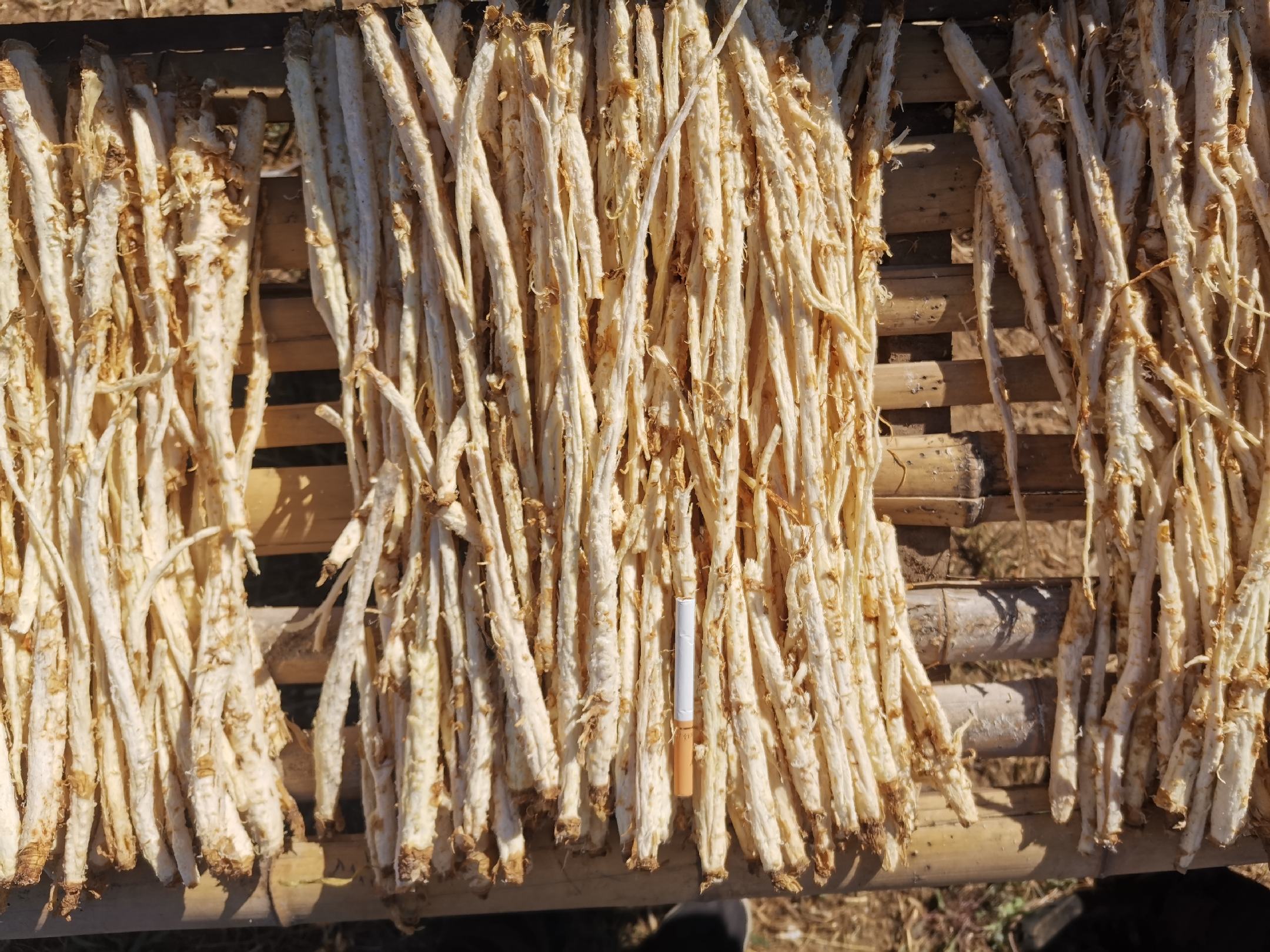 北沙参、玉竹、太子参实物对比图