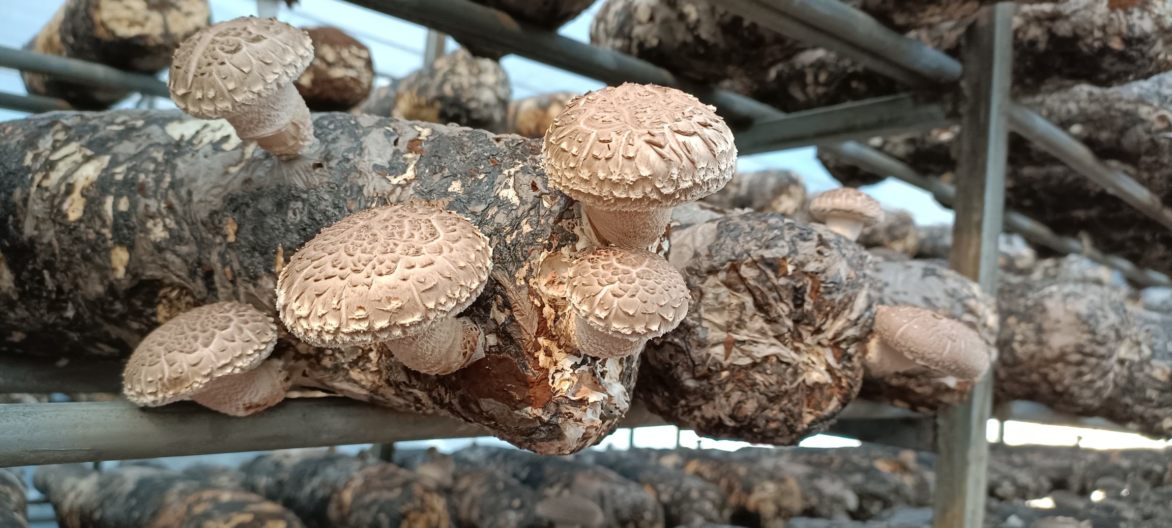 福建顺昌花菇种植基地