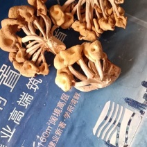 晒货鸡油菌批发，价低