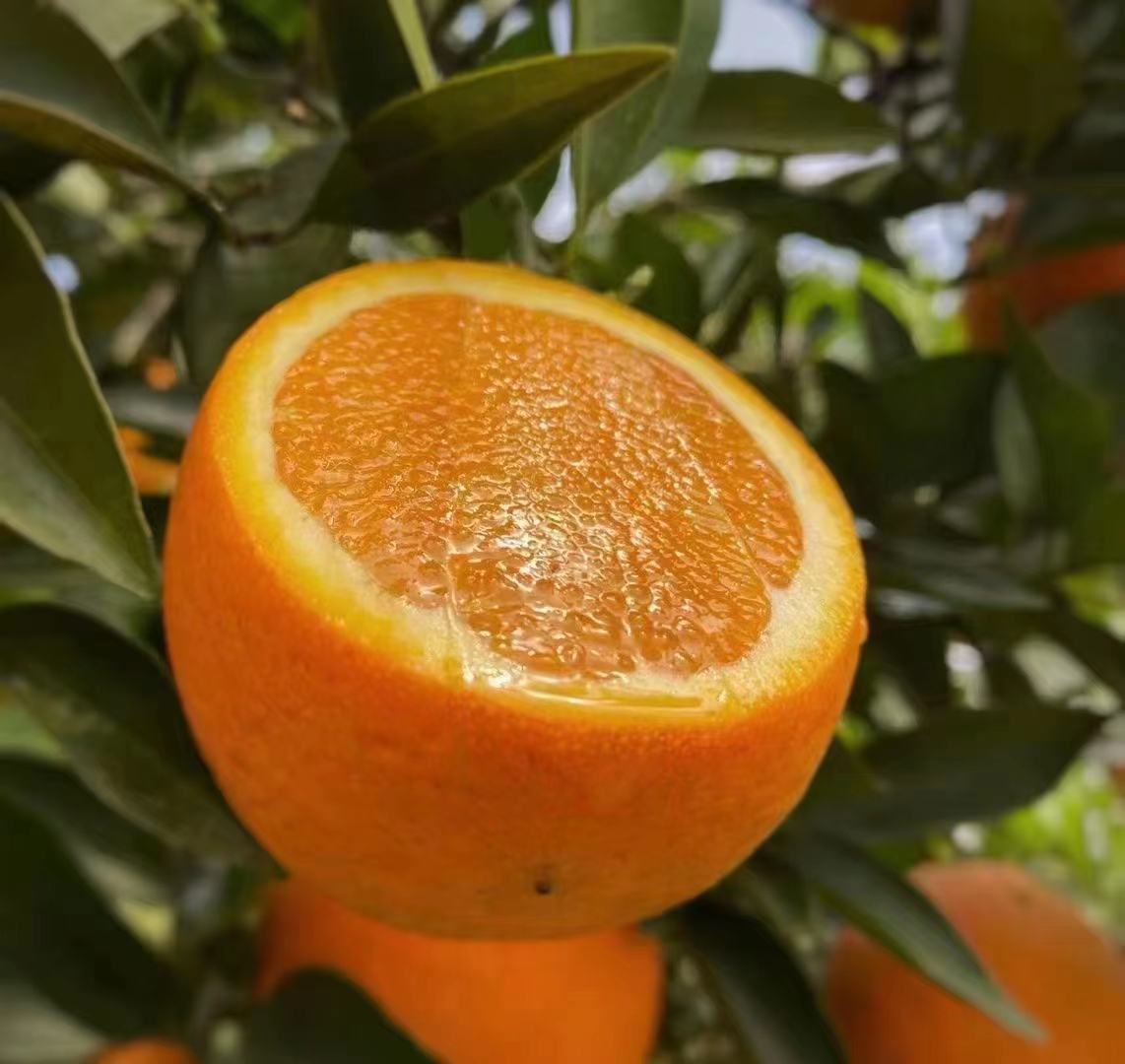 成熟纽荷尔脐橙特写