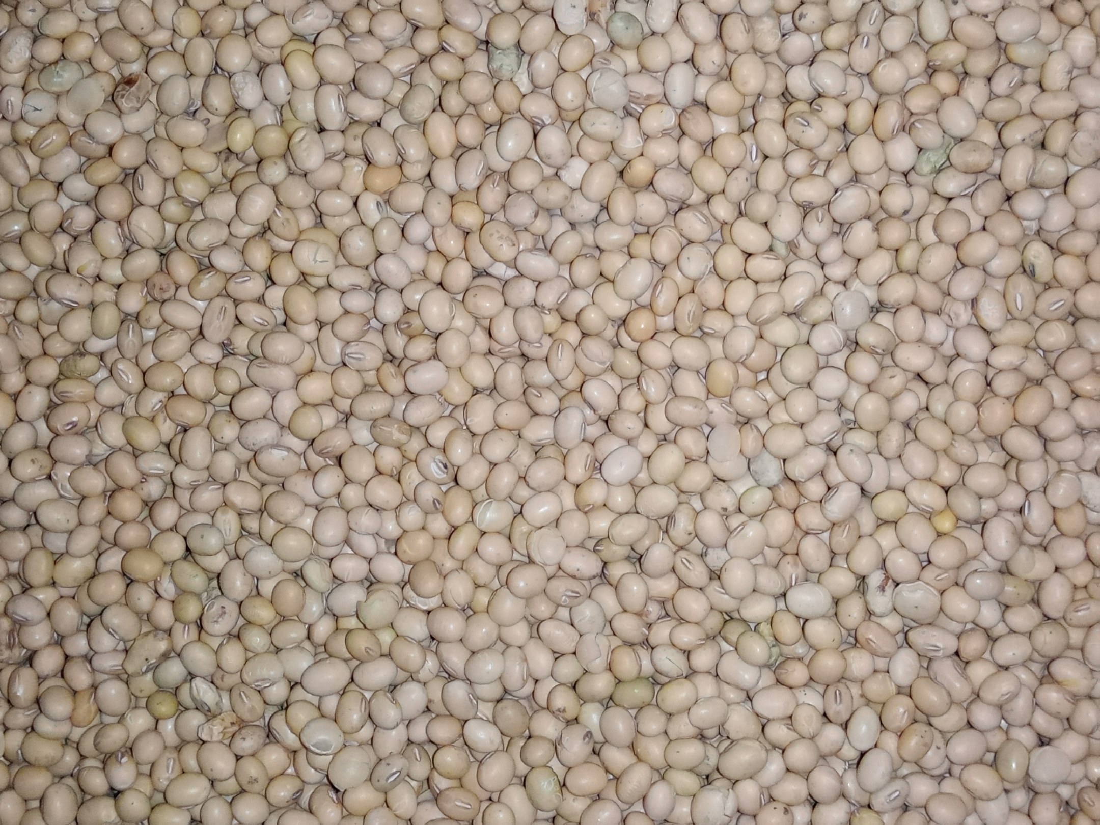 实验室人员检测大豆成分