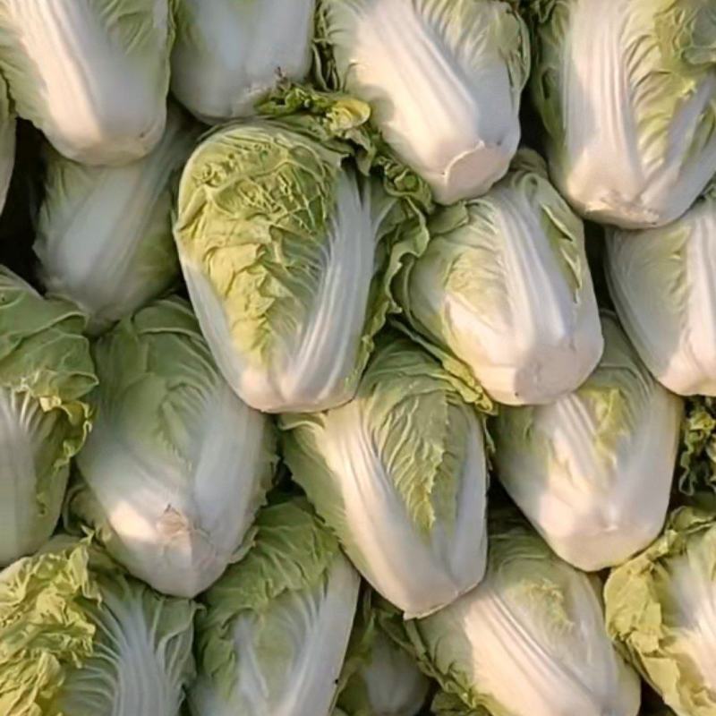 河南内黄夏阳白菜上市中