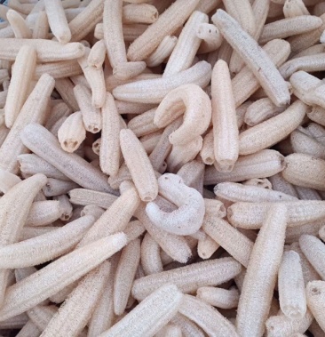 [丝瓜络批发]软瓜新货50斤起批 48一斤 精品挑选货价格48.