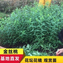 金丝桃小苗金线蝴蝶城市园林景观绿化黄花树苗苗木基地批发