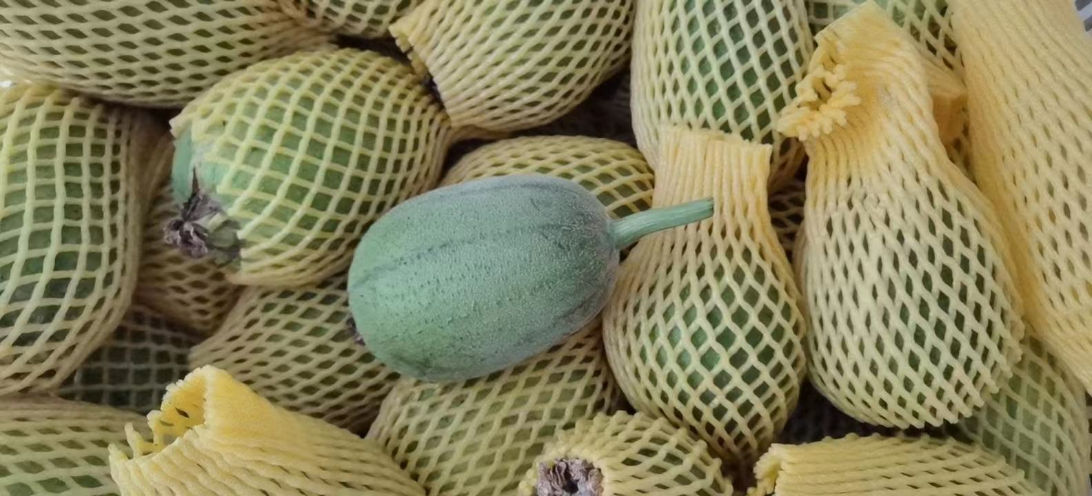 丝瓜瓤子实物图