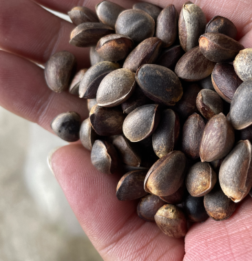 [落水松子批发]云南落水松子云南黑松子颗颗饱满价格20.