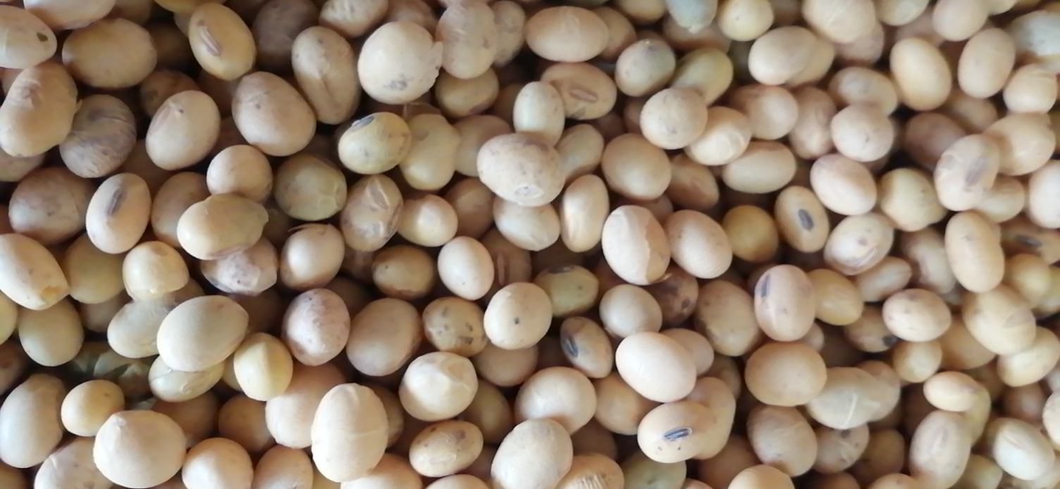 大豆异黄酮分子结构示意图