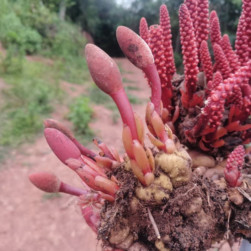 回春草,神仙小草,还阳草,顶天柱,云南野生不老草2斤包邮