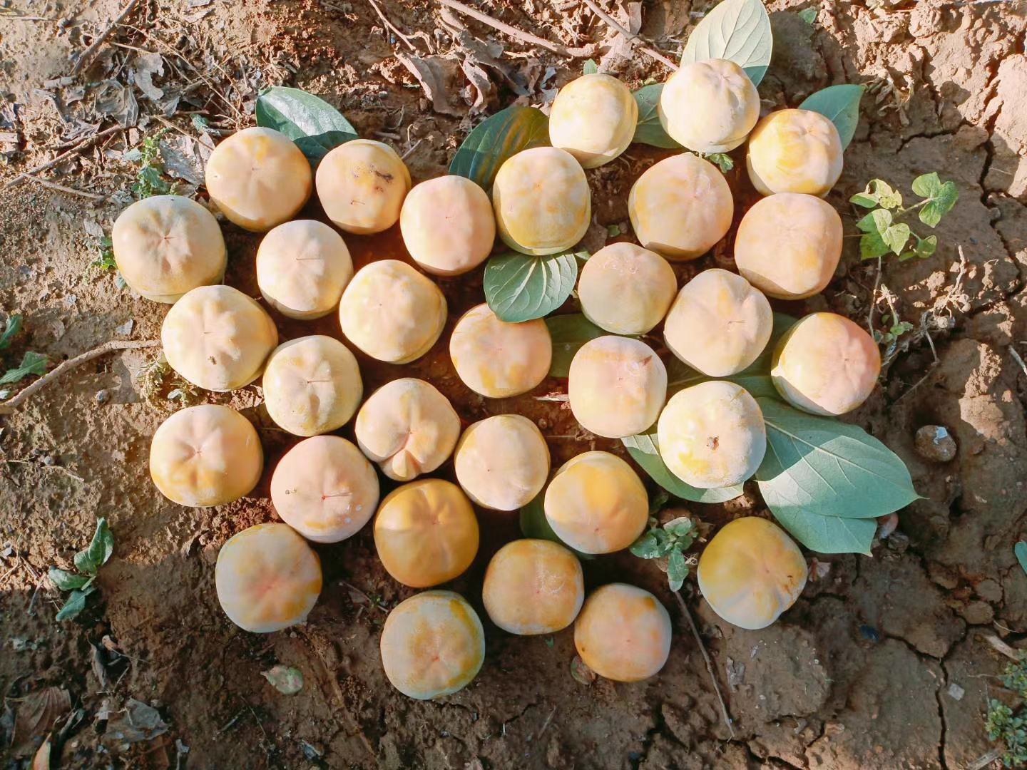 磨盘柿采摘节活动现场,游客正在采摘柿子,背景为金秋柿树林 磨盘柿采摘节现场