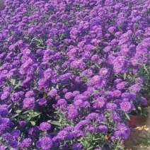 丹麦翠菊紫色花海