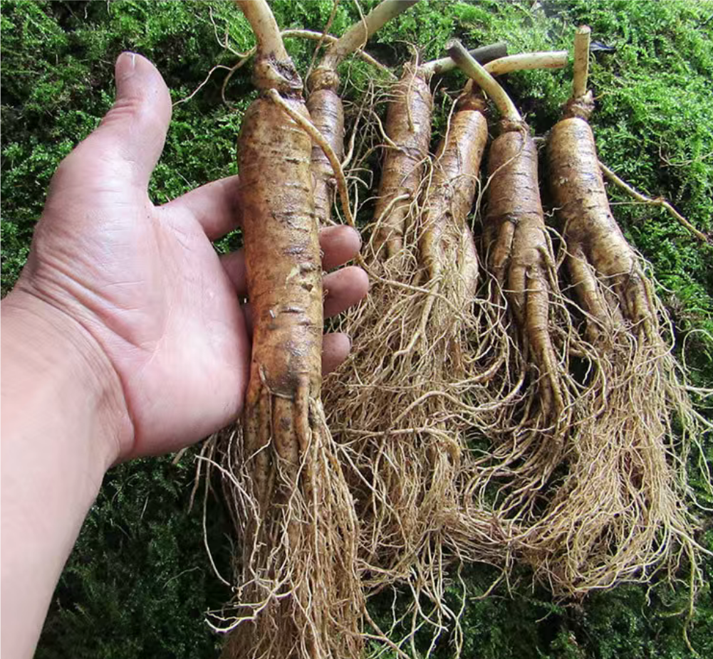 鲜人参与鲜鹿茸特写对比图