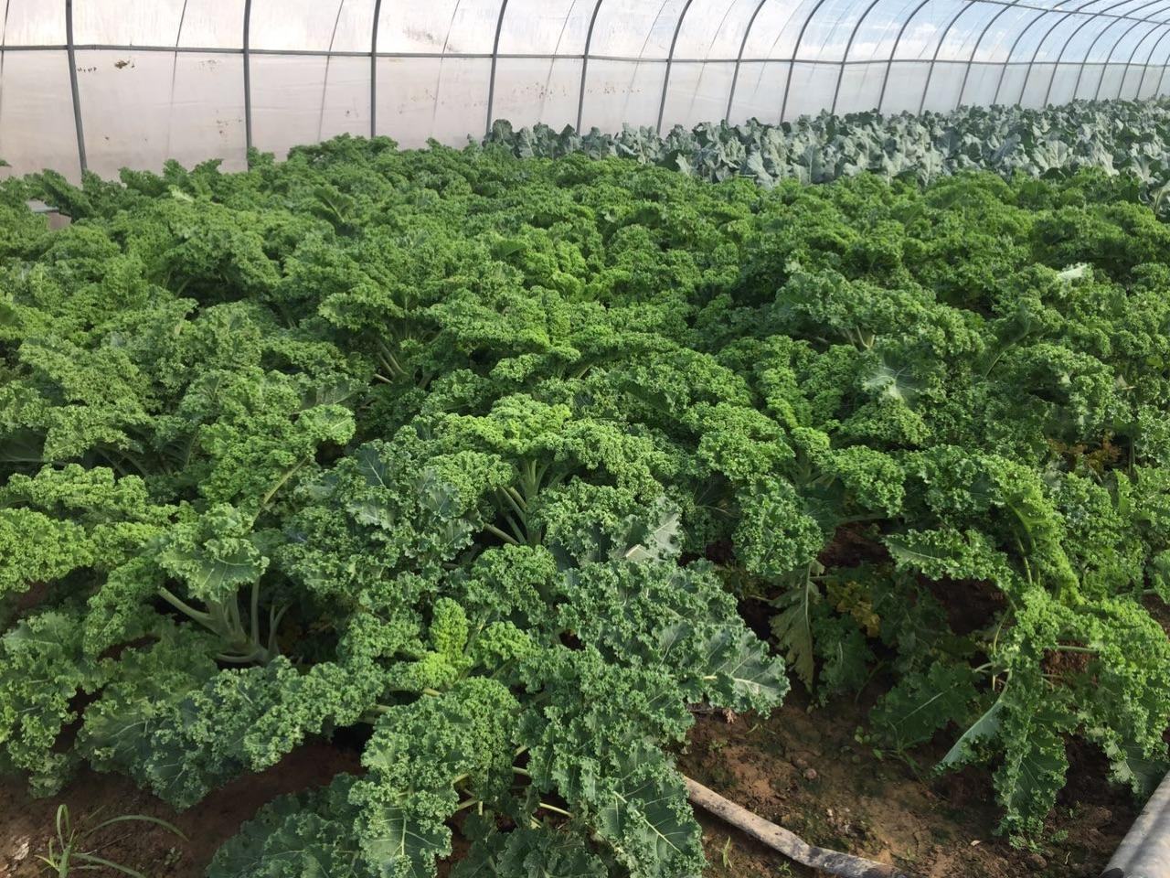 羽衣甘蓝小苗在大棚中整齐排列 羽衣甘蓝小苗在大棚中整齐排列