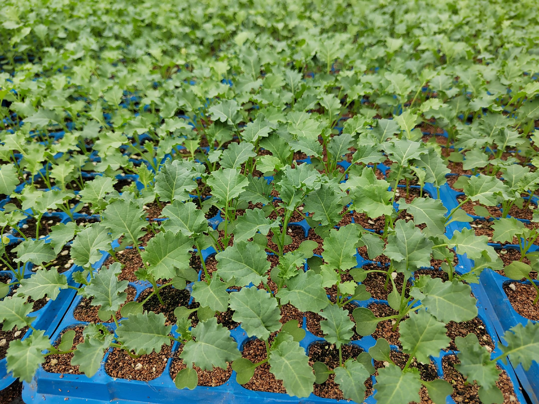 羽衣甘蓝幼苗生长状态