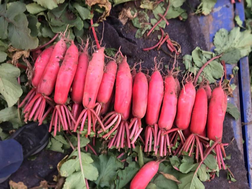 红皮萝卜连带鲜嫩绿叶的特写照片