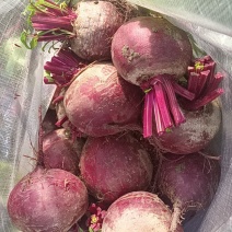 徐州精品红甜菜大量现货供应各种规格的都有