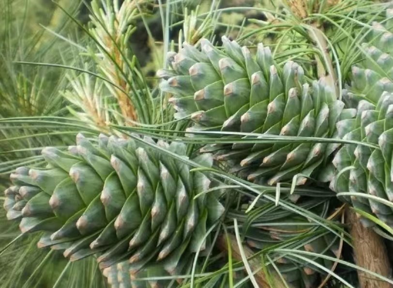 白皮松的松果特写