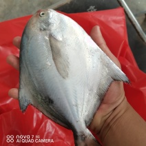 半斤规格的海捕鲳鱼，