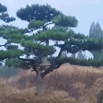 各种松树迎客松黑松造型松等等