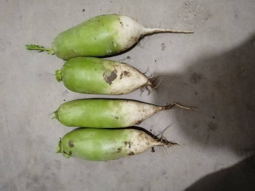展示一个发芽的青萝卜,根部清晰可见新长出的小芽 青萝卜发芽特写