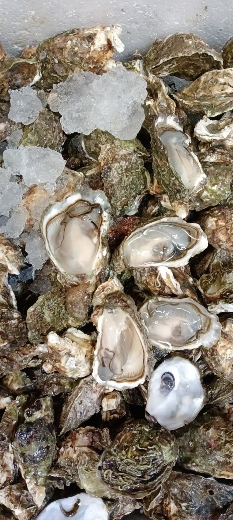 [生蚝批发]广东惠州惠阳区生蚝 2.50元/斤福建牡蛎批发 _ 一亩田