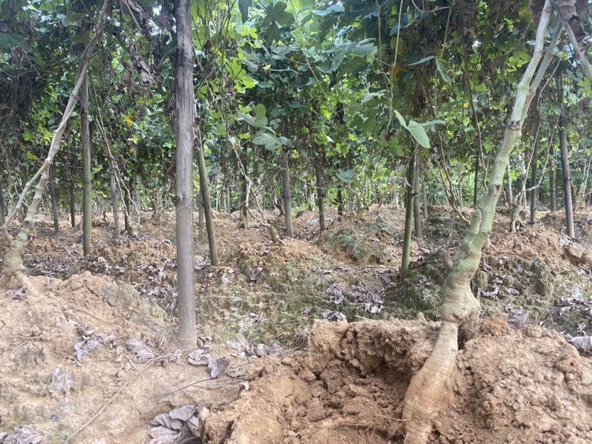 粉葛根种植基地实景图