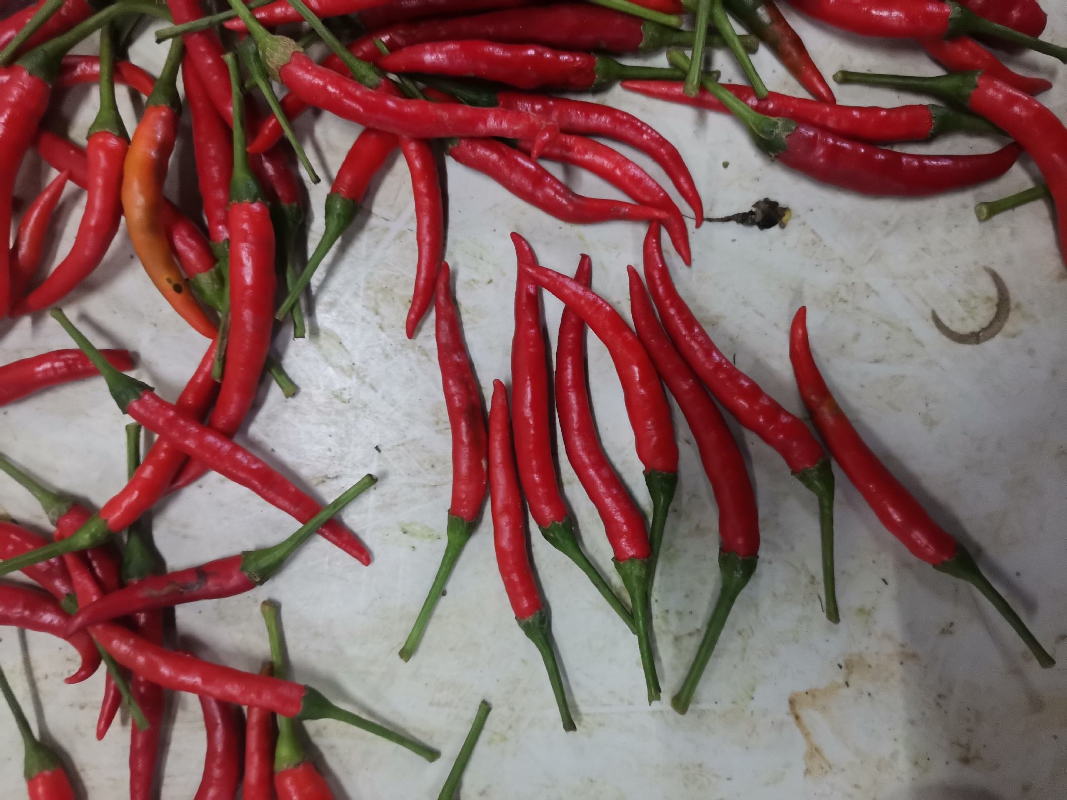 显微摄影图:新鲜小米椒横切面,红色荧光标记显示辣椒素(capsaicin)主要富集于胎座(白色星号区域)及相邻果肉细胞间隙,而非果皮表层;比例尺50μm 小米椒显微结构示意图:显示果肉细胞中辣椒素结晶颗粒分布于胎座维管束周围