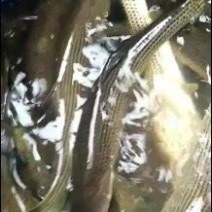 特种鱼苗全国发货鲟鱼苗雅鱼苗鲈鱼苗