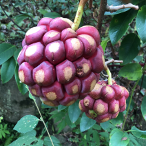 布福娜/黑老虎还没摘