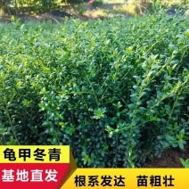 龟甲冬青小苗细叶冬青龟甲冬青球园林绿化工程苗木基地