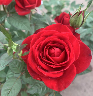 [微型月季批发]【中国红】观赏花卉 工地绿化 支持一件代发价格3.